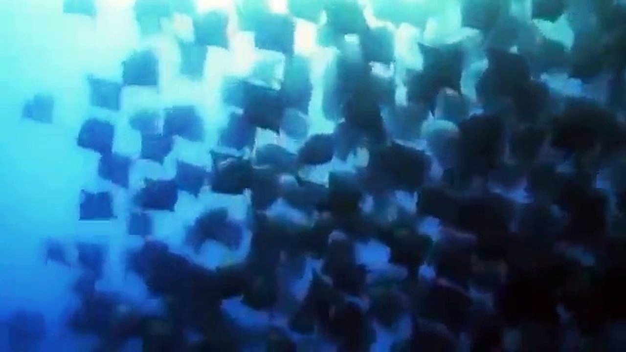 Danse de Raie Manta