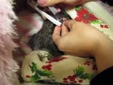 リスにサンタの爪切りサービス3 - Santa's nail clipping service for squirrel 3