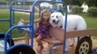 Great Pyrenees Rescue