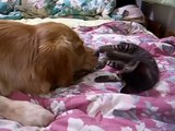 タイガーマスク　子猫vsゴールデンレトリバー　　犬ｖｓ猫