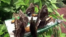 The Butterflyfarm | La Finca de Mariposas | Costa Rica