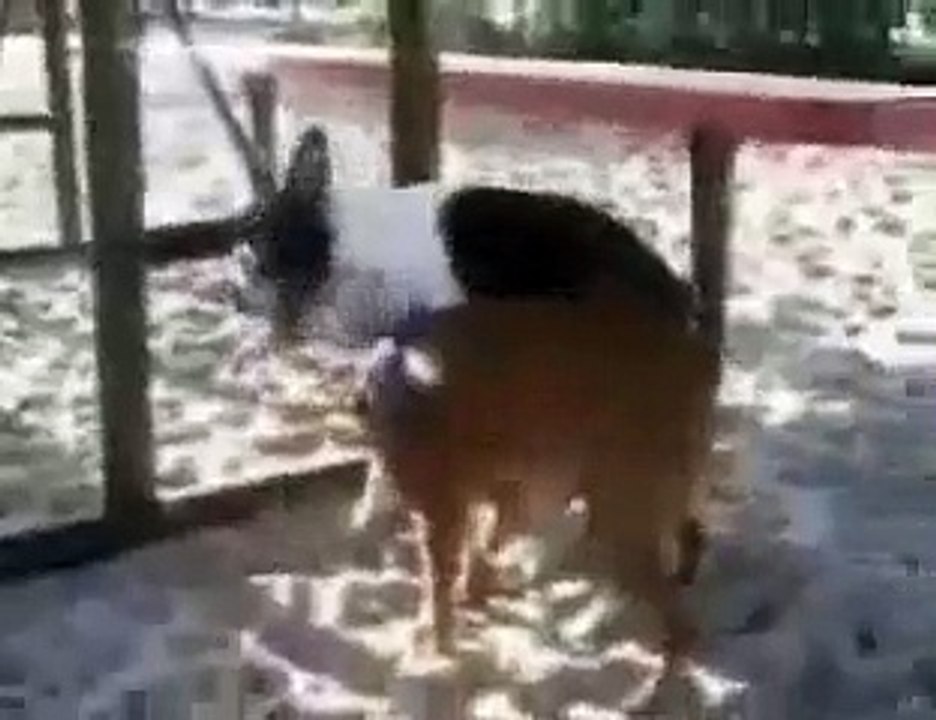 Horny Dog