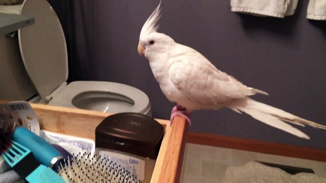 Bird sings and dances to 'Uptown Funk'