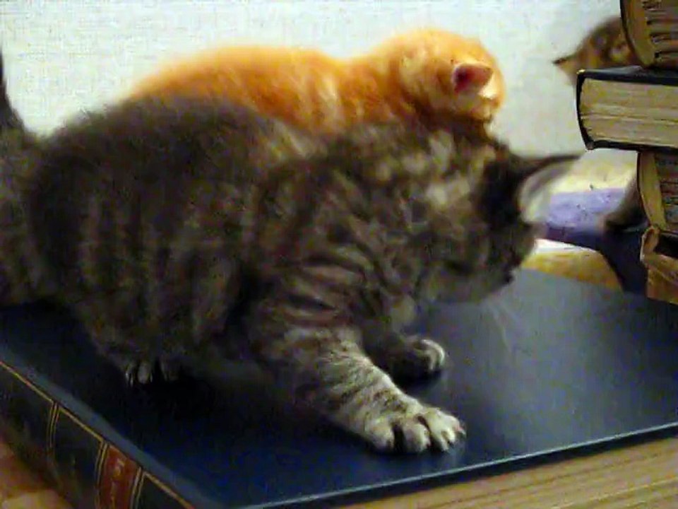 19e jour : Mes chatons 3/3