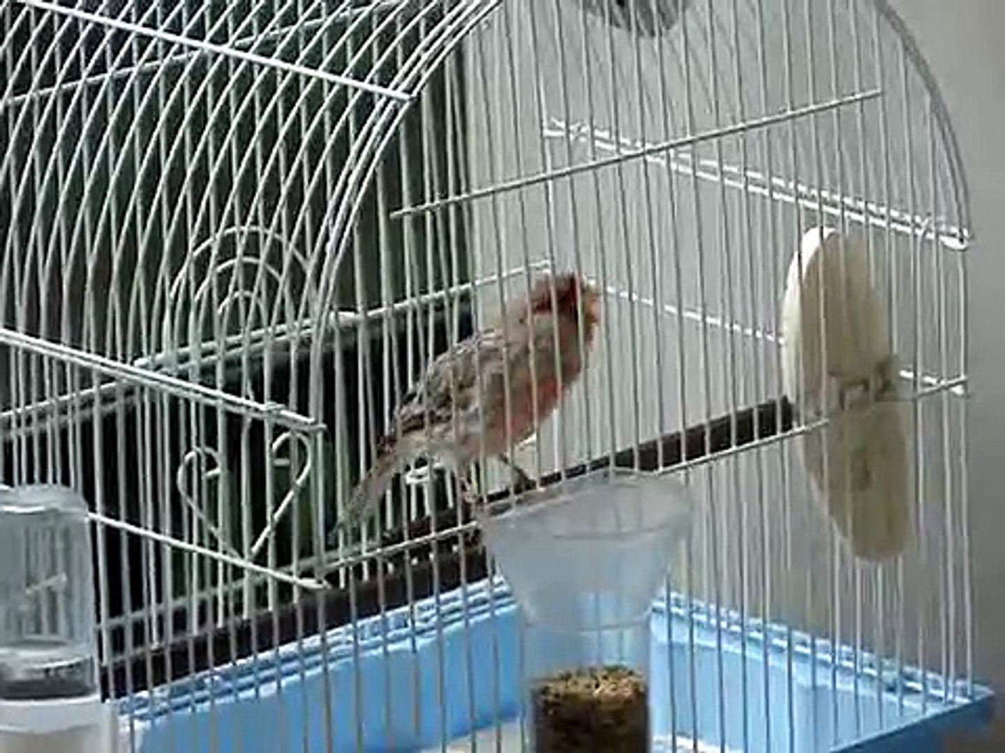 ⁣Canario Roller/ Roller canary