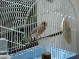 Canario Roller/ Roller canary