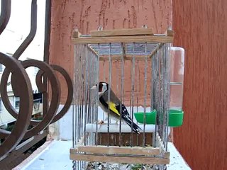 chant chardonneret de Maroc (Berkane)