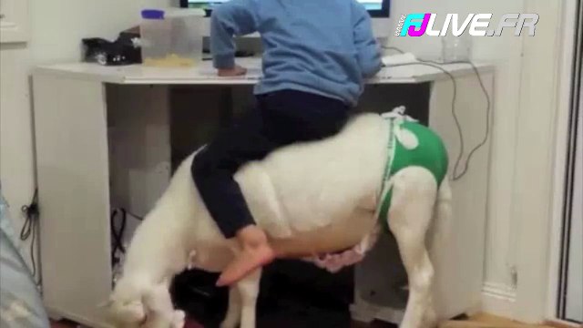 Un gamin surfe sur internet assis sur une chèvre