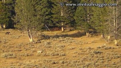 Wolves vs Elk - Yellowstone