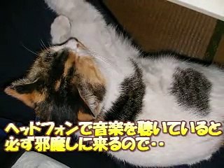 猫にヘッドフォンをかけてみた.