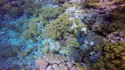 Brothers Islands - Reef and SS Aida wreck (final)