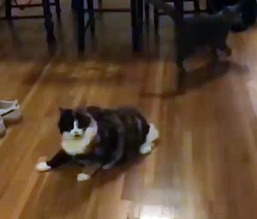 Juni Demonstrates An Impressive Evasive Maneuver