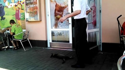 Un chat fait une sieste chez McDo