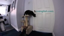 Smart Cat Opens Door For Dog ! - Умный Кот Открывает Дверь Собаке !