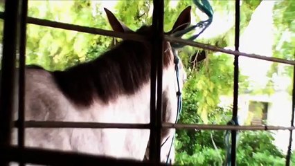 Lady of the Dee; Documentary. Year 12 Media SAT 2011