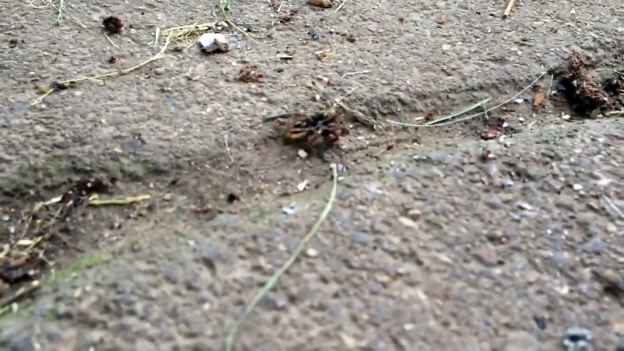 Ant Dragging Spider
