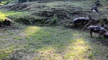 Allevamento di maiali all'aperto allo stato brado