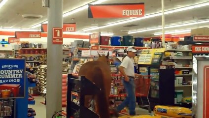 Faire du shopping avec son cheval ... Et pourquoi pas !