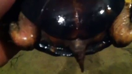 Eastern Box Turtle Care