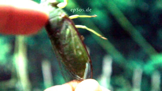 Funny Insect Singing Electronic Bug Sounds