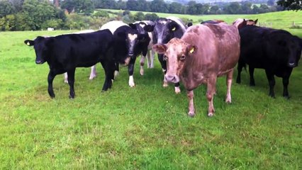 Being chased by a Bull and Herd of Cows