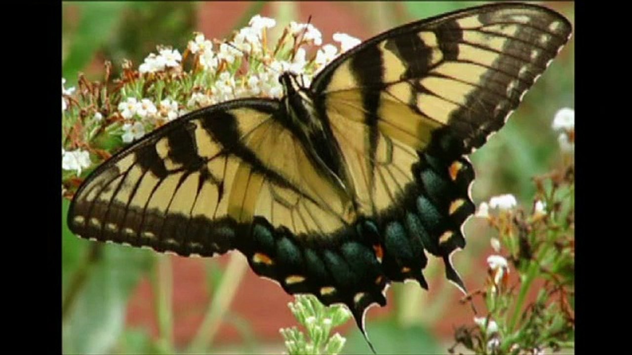 Creations of Allah  معجزة الله في خلق الكون
