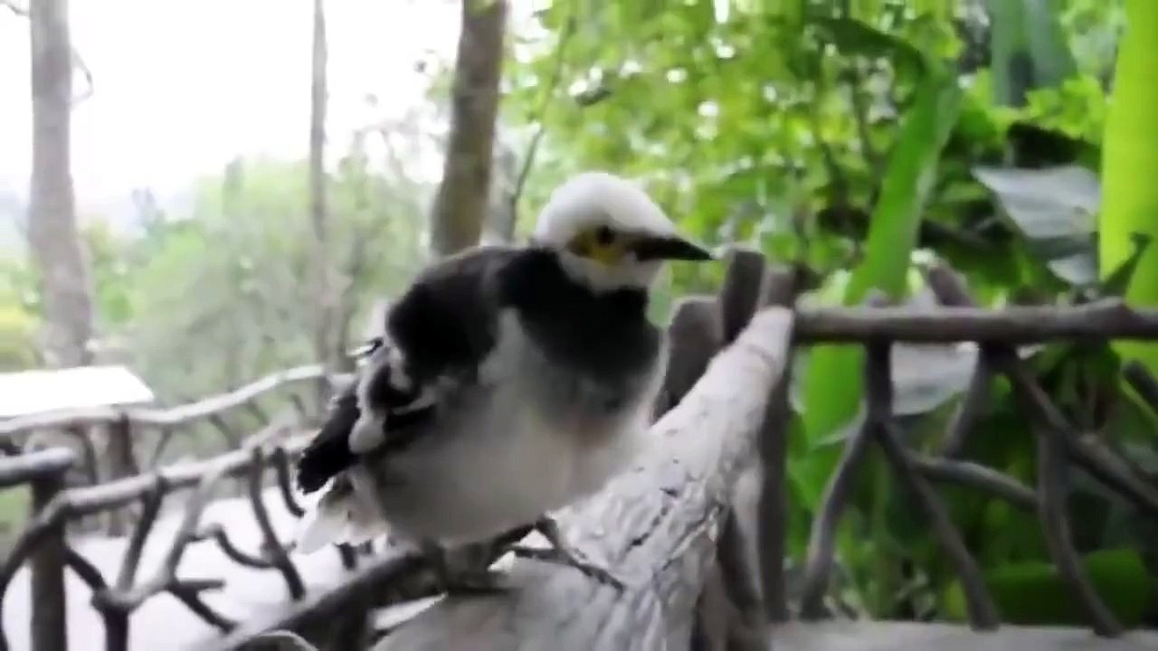 Cet oiseau a un Cri très Etrange