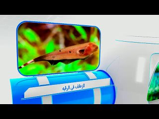 التكنولوجيا تقلد الطبيعه - سمك السكين ومشروع الجيم نو بوت