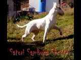 Bull terriers Standard & Miniature.  Angels Warriors Kennel