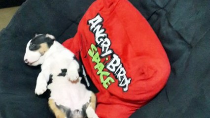 Cachorros Bull Terrier- DOB 22/7/2014 (4 semanas)