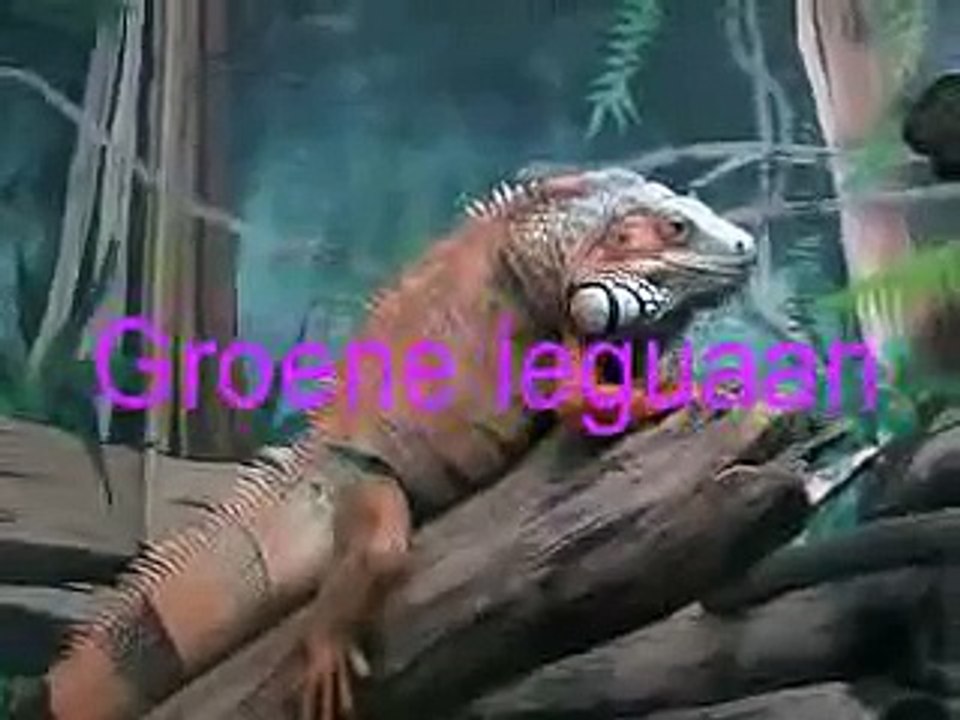 Leguaan