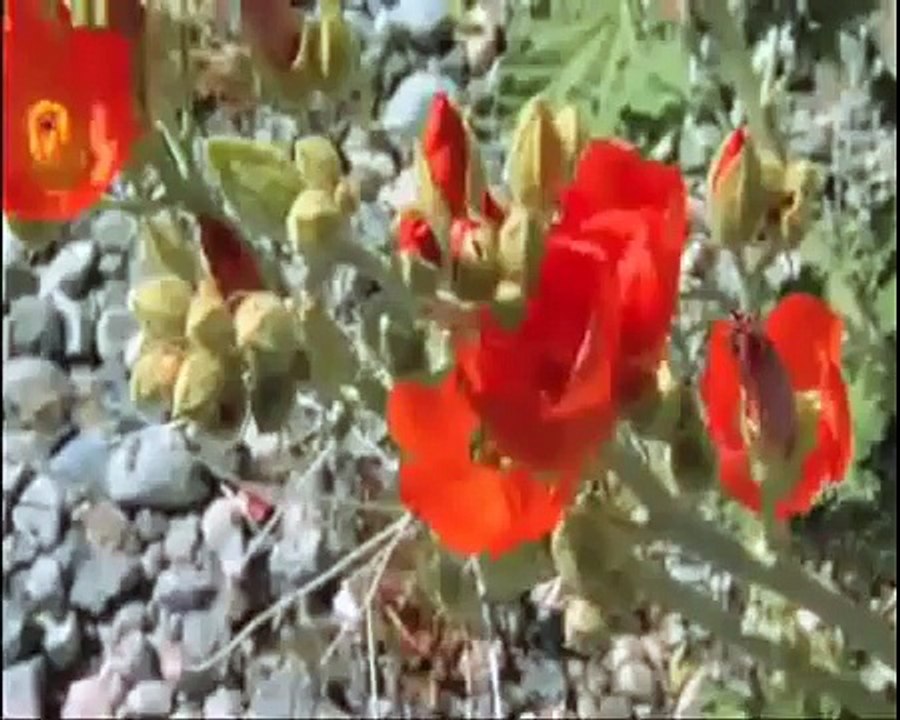 EN EL DESIERTO