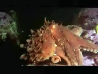 Octopus Vs Shark: Who is Top Predator?