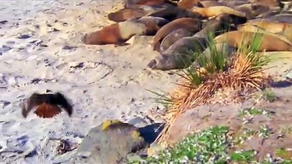 Yırtıcı Kuşların Bebek Foklara Saldırıları