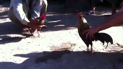 Da ga cay sop.ga vuon moi bat