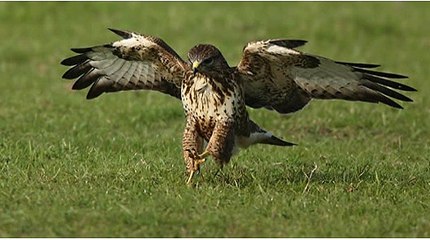 BBC Radio 2_Jeremy Vine - pigeon fanciers take on the RSPB over their protection of birds of prey 13May15