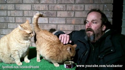 Colloidal Silver Treatment for Cat Ear Infection
