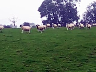 Sheep Stampede in Chipping Campden