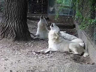 Wolves Howling