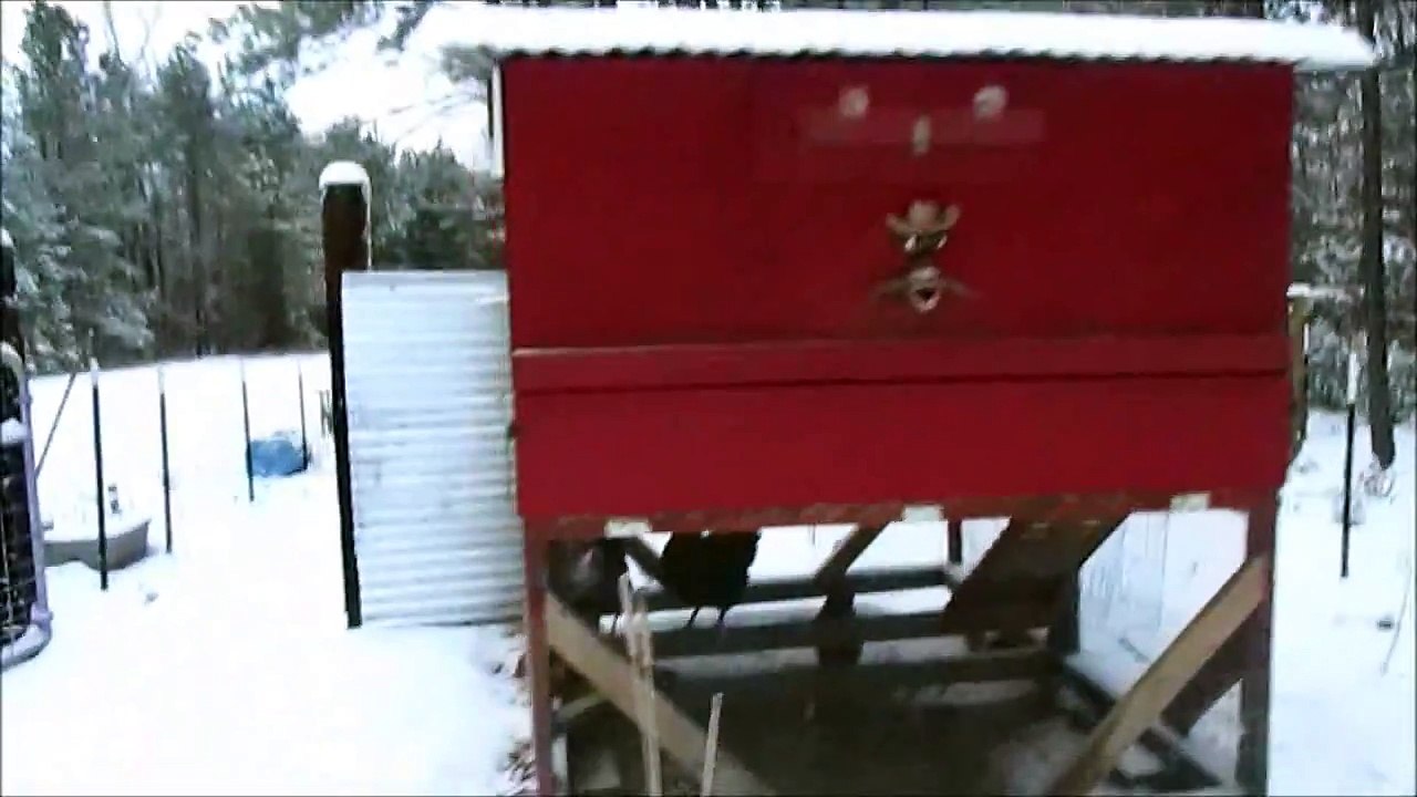 Chicken see snow for first time