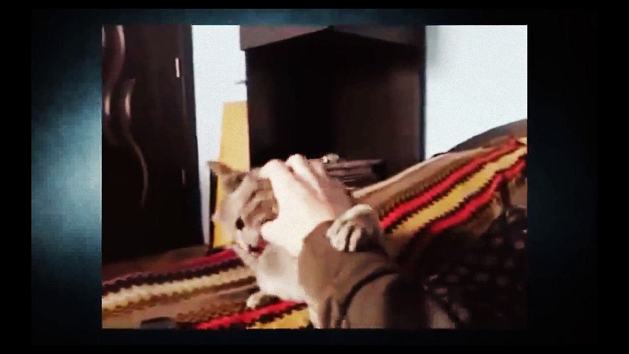 Adorable Cat activity, FUNNY