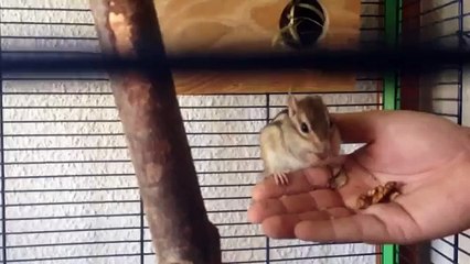 Weiki se sube en mi mano por primera vez y se deja acariciar