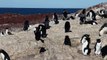 Alltag in einer Pinguin-Kolonie