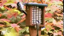 How to Attract Woodpeckers by Wild Birds Unlimited mid-Michigan