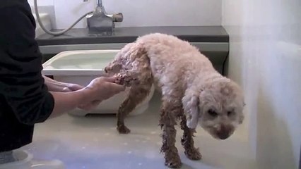 Dog Training 5  " How to Bathe "　Toy Poodle MOCHA / JPN