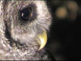 Barred Owl Close-Ups & Dive FYV FrontYardVideo