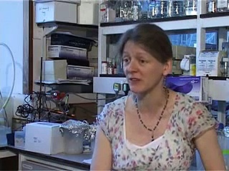 Human ageing gene found in flies