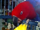 Skylar and Our New Boy Eclectus Sharing Some Pineapple! ;)