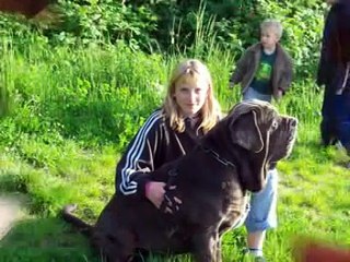 R.I.P. Mastino Napolitano