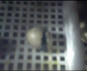 Vecchia fattoria: schiusa di un pulcino